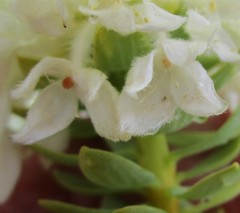 Lachnaea pomposa