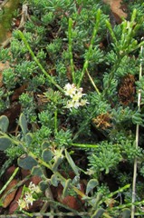 Lachnaea elsieae