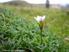 Gentianella limoselloides