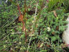 Lachnaea elsieae