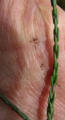 Lachnaea elsieae