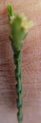 Lachnaea elsieae