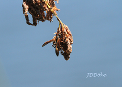 Mischocyttarus drewseni