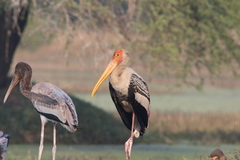 Mycteria leucocephala