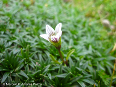 Gentianella limoselloides