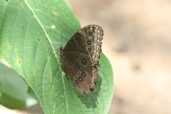 Morpho helenor marinita