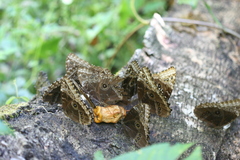 Morpho helenor marinita