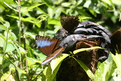 Morpho helenor marinita