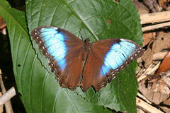 Morpho helenor marinita