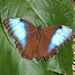 Morpho helenor marinita - Photo (c) Heiner Ziegler, alguns direitos reservados (CC BY-NC), uploaded by Heiner Ziegler