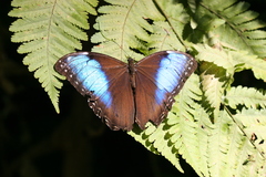 Morpho helenor marinita
