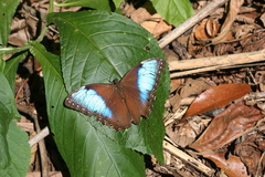 Morpho helenor marinita