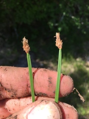 Eleocharis bifida