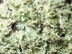 Phaeophyscia squarrosa