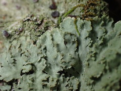 Phaeophyscia squarrosa