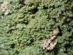 Phaeophyscia squarrosa