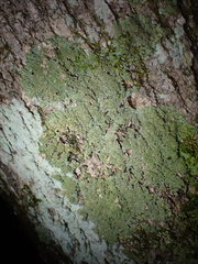 Phaeophyscia squarrosa