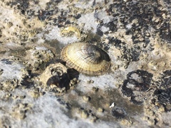 Siphonaria lessonii