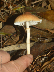 Agaricales