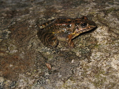 Leptodactylus camaquara
