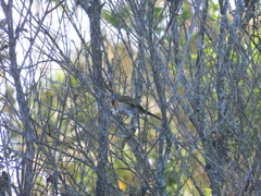 Telophorus olivaceus