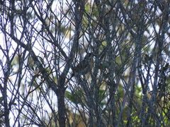 Telophorus olivaceus