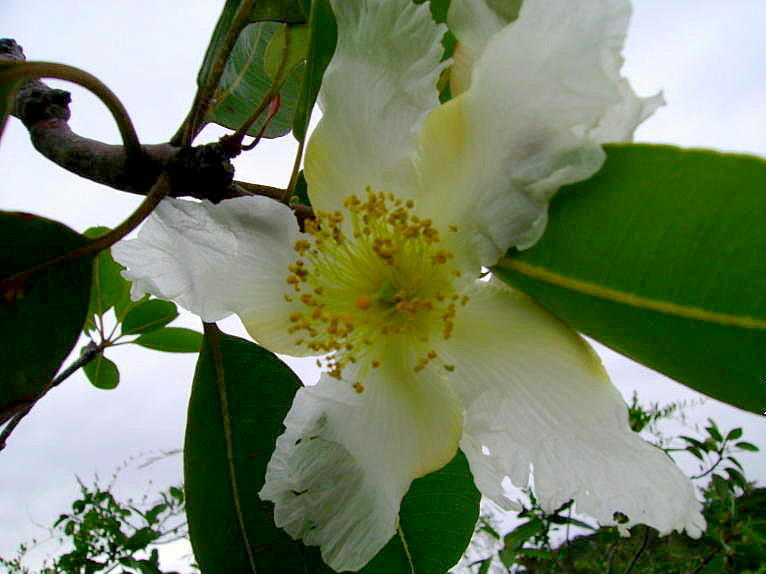Kielmeyera cuspidata