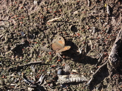 Cassionympha cassius