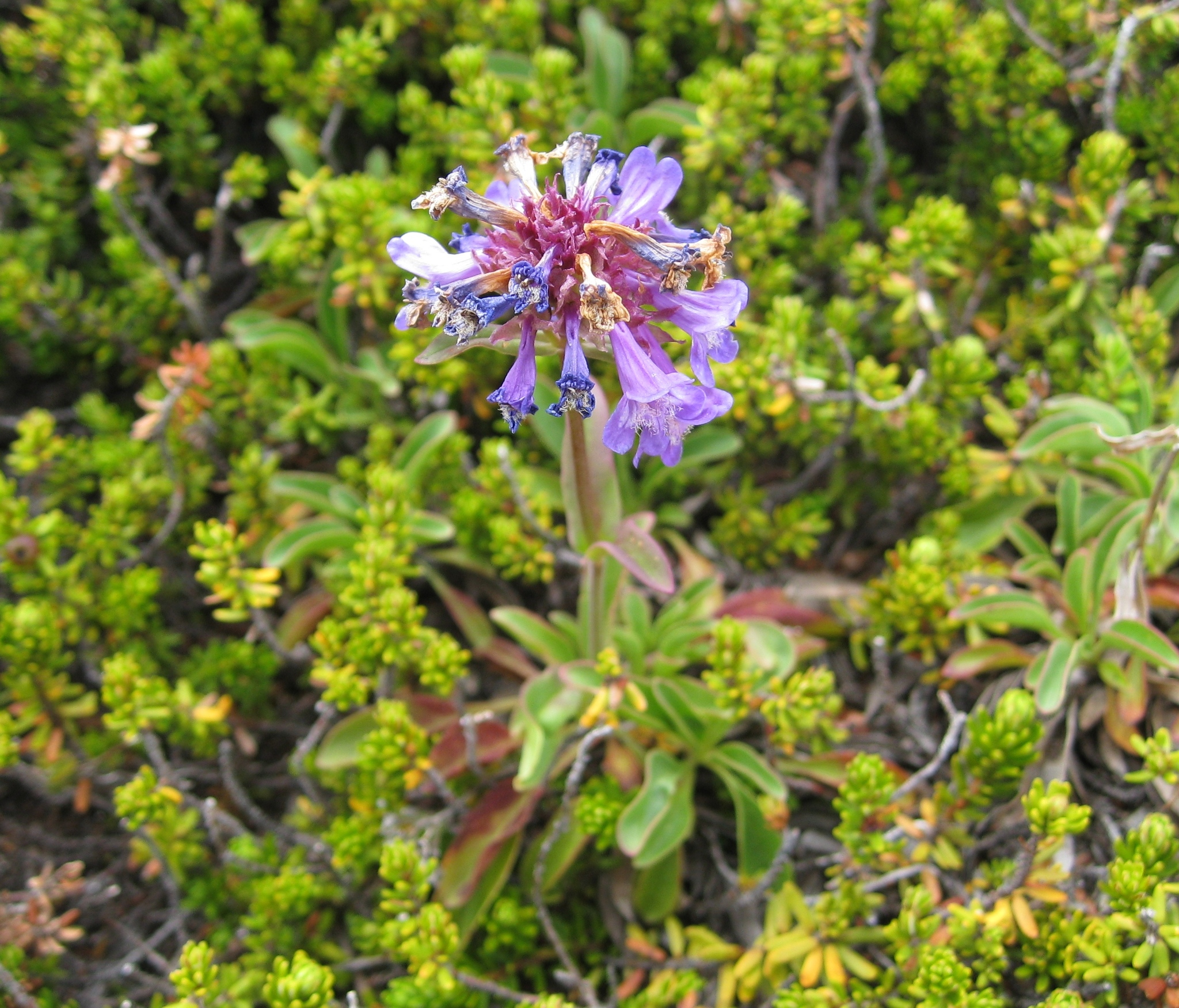 Penstemon procerus var. tolmiei