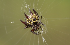 Gasteracantha curvispina