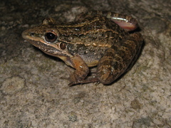 Leptodactylus cunicularius