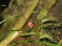 Holcobunus nigripalpis