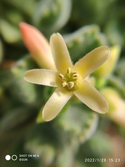 Cotyledon tomentosa