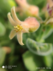 Cotyledon tomentosa