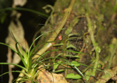 Holcobunus nigripalpis