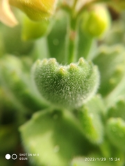 Cotyledon tomentosa