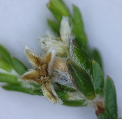 Lachnaea elsieae