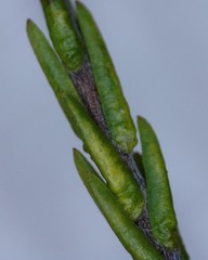 Lachnaea elsieae