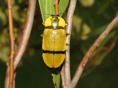 Temognatha pictipes
