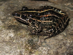 Leptodactylus furnarius