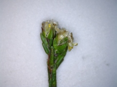 Lachnaea elsieae