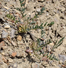Astragalus oxyglottis