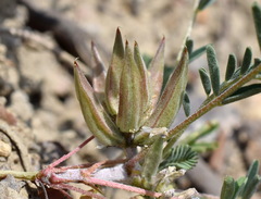 Astragalus oxyglottis