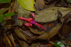 Fuchsia regia serrae