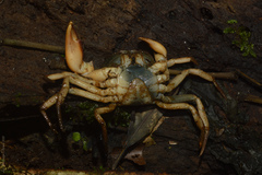 Trichodactylus fluviatilis