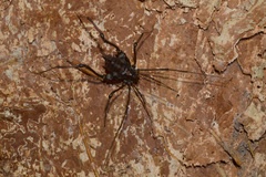 Gonyleptidae