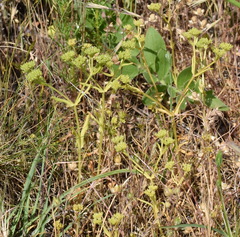 Valerianella muricata
