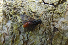 Arge fuscipennis