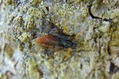 Arge fuscipennis