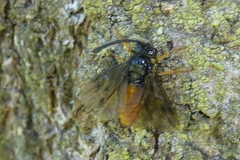 Arge fuscipennis